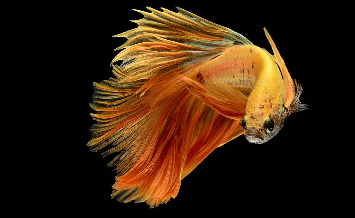  5 حيوانات أليفة تجلب الحظ السعيد لمنزلك